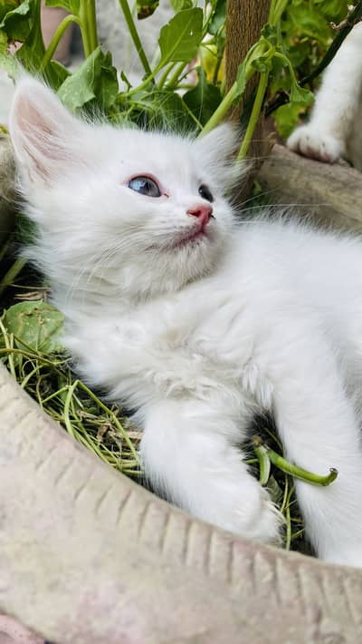 Persian kitten for sale