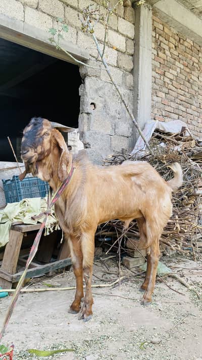 Qurbani goats for sale