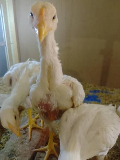 German King Size Shamo chicks