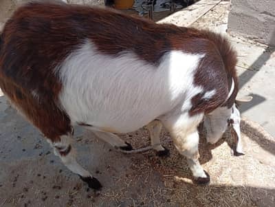 Bakra for sale