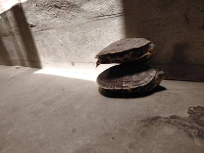 Turtle tortuies for sell