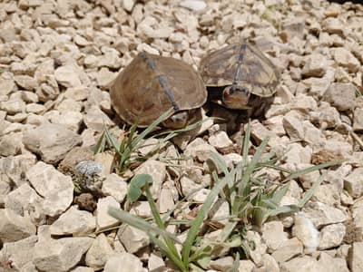 Turtle tortuies for sell