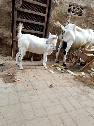 pnted tadi bakre or 1 dumba 2 dant