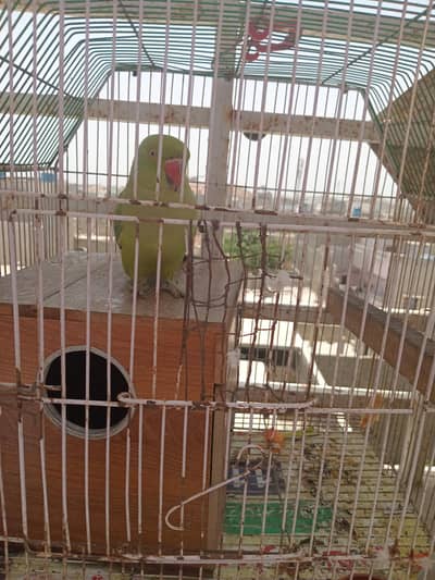 for sale