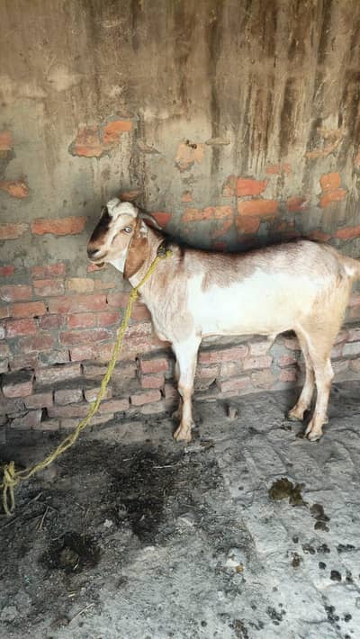 Qurbani Bakra