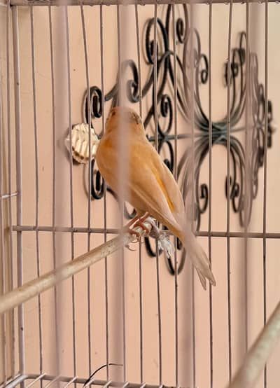 Canary Male bird