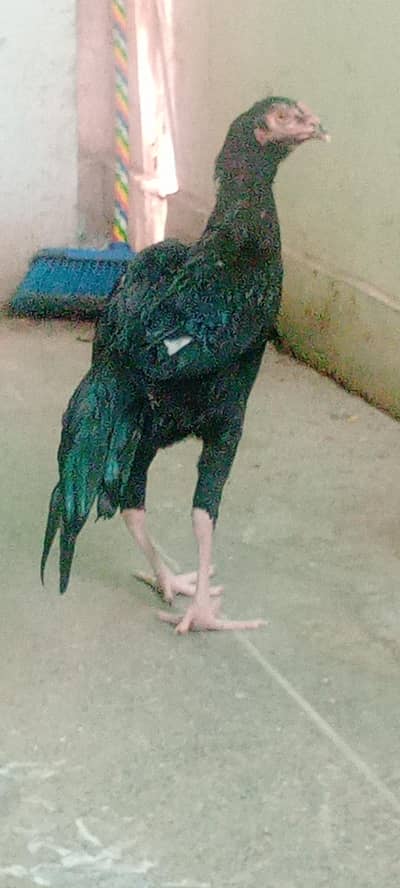 lasan mushkai Aseel patha
