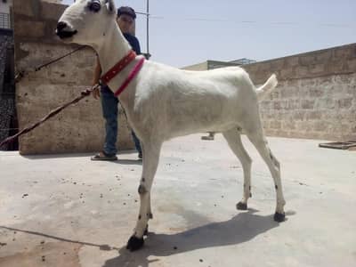 Kasi Bakra qurbani 2026