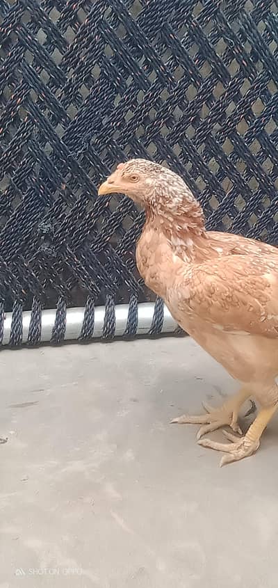 kilo wali aseel madi for sell