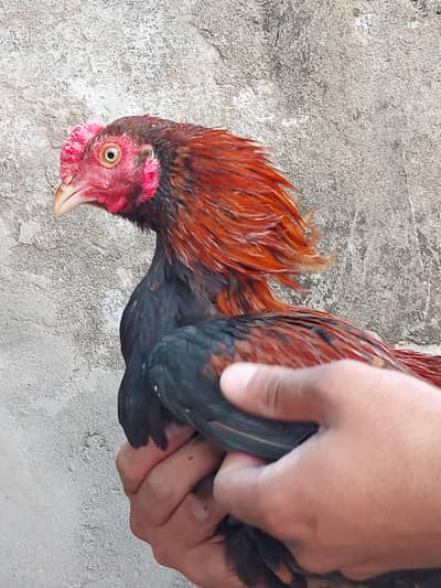 amorha aseel