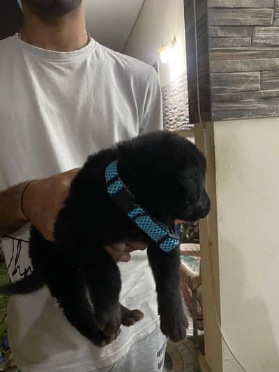 german shepherd puppy