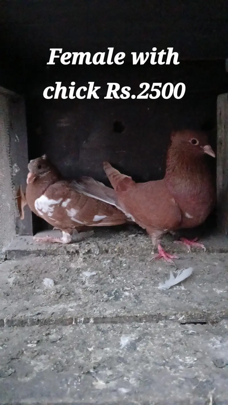 multani maina females