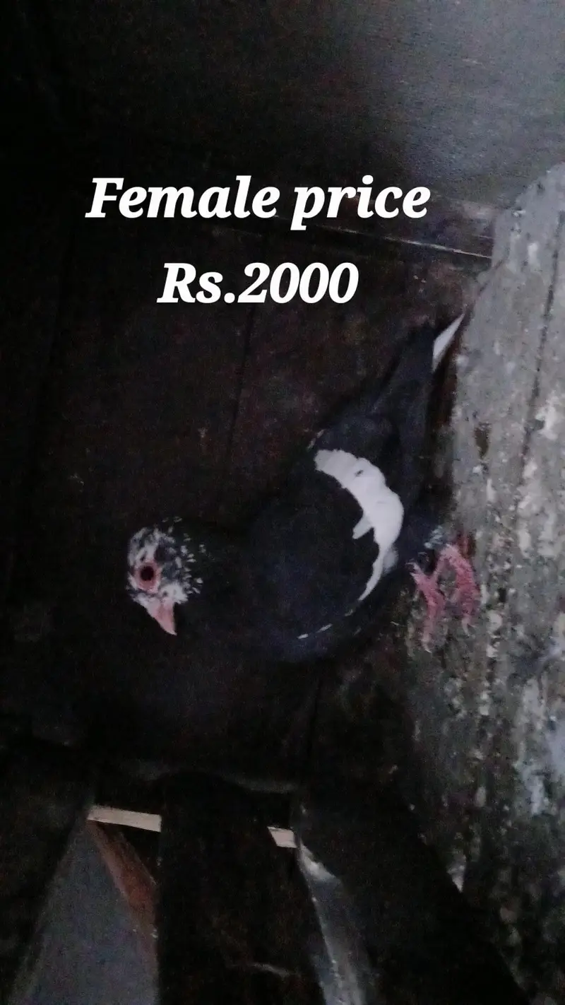 multani maina females — photo 2