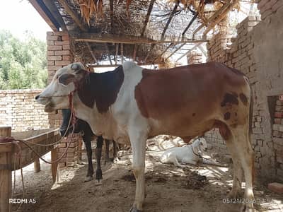 OX for sale