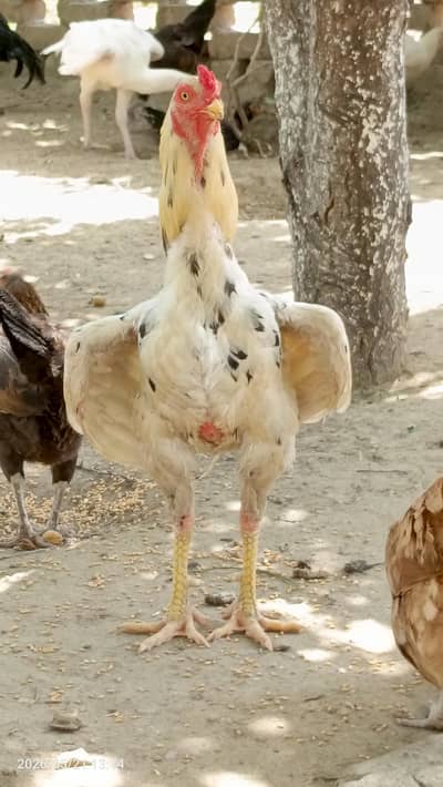 Aseel bird