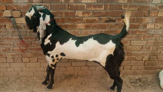 bakray for sale