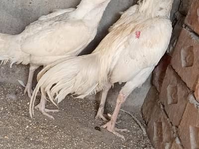 Aseel pair of white colours