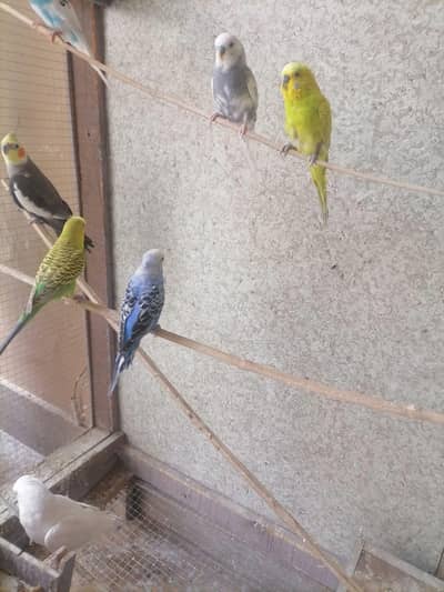 Cocktail albino red eye with 5budgies 1lovebird with one cage