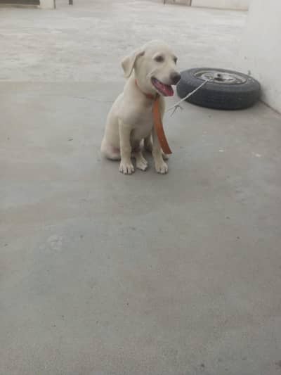 bully cross breed