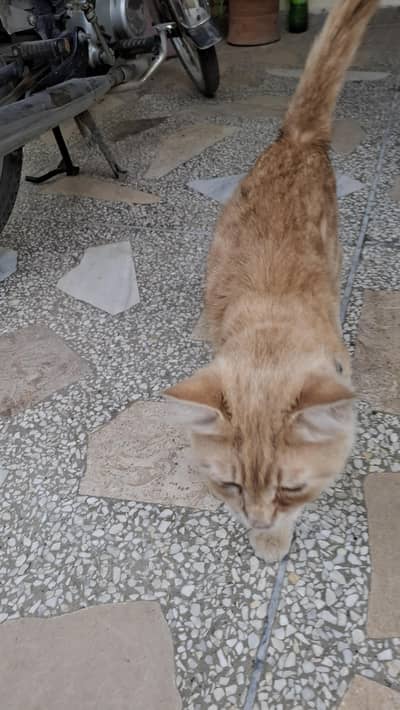Persian Male cat for sell in pwd area