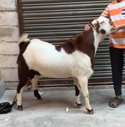 tedda Lal abluck breeder for sale