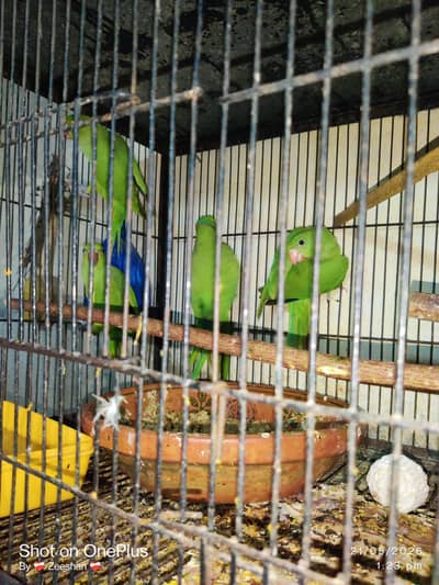 katta green parrot birder