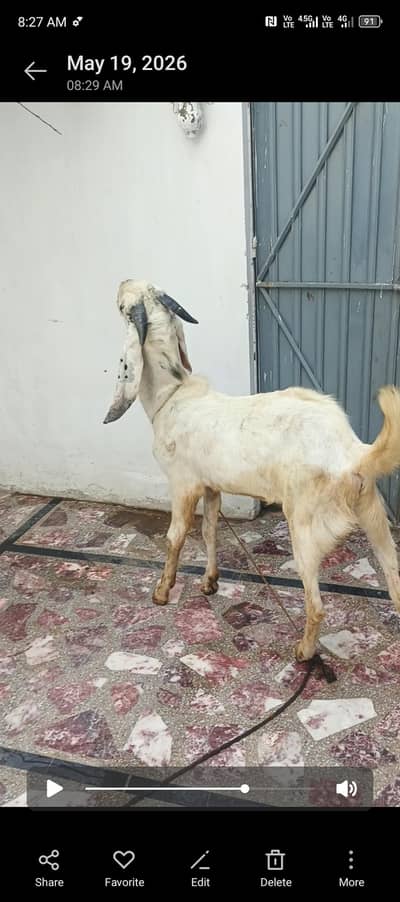 bakra dumba he