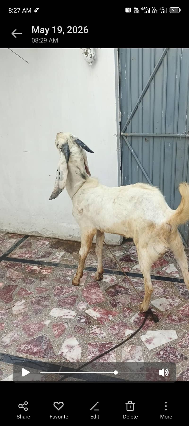 bakra dumba he 0