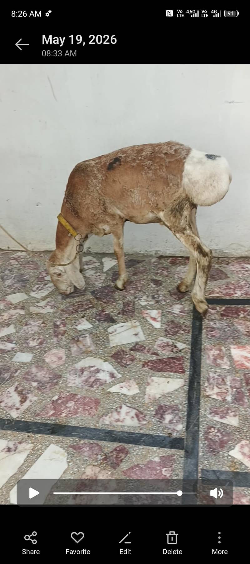 bakra dumba he 1