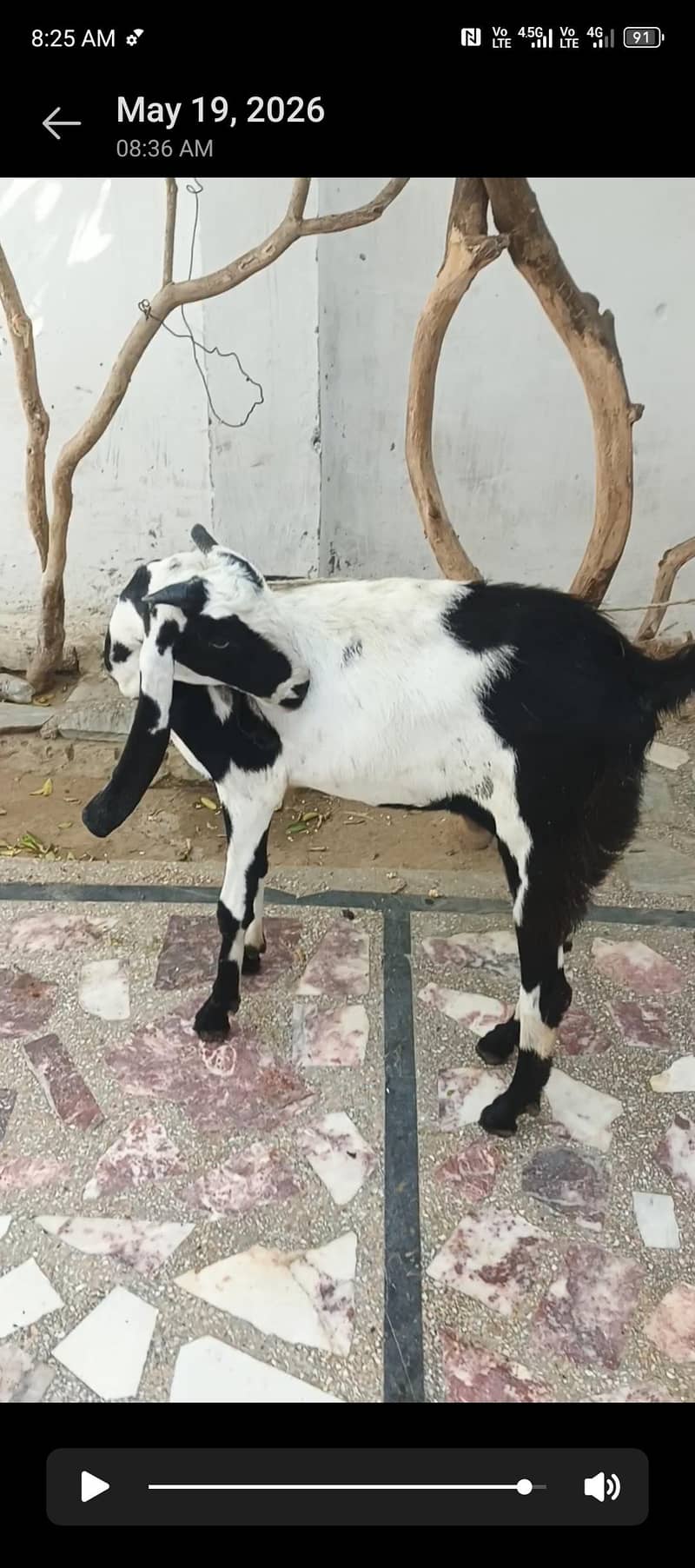 bakra dumba he 2