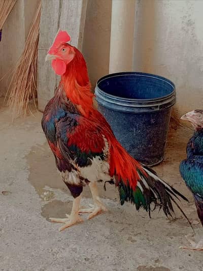 Bhengam aseel pair