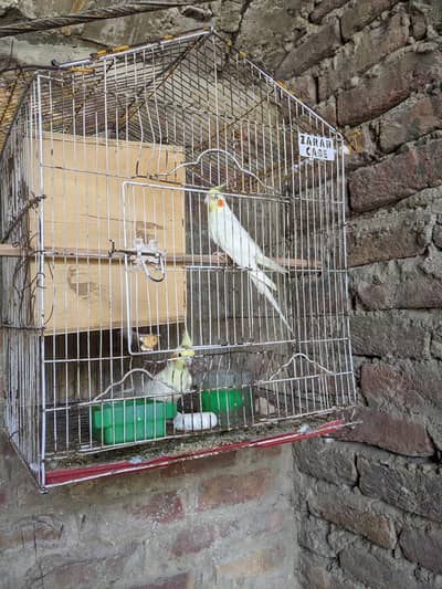 cockatiel breeder pair