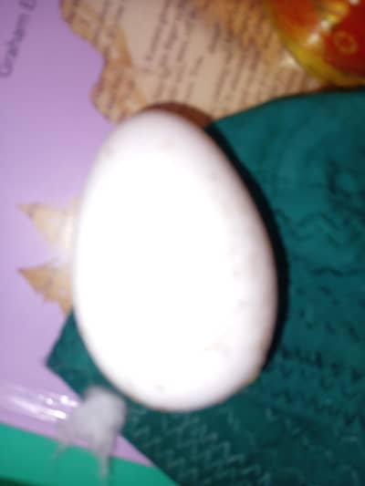 fertile turkey eggs available