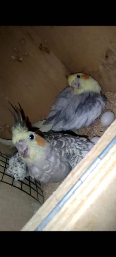 Healthy aur active Cockatiel pair available hai