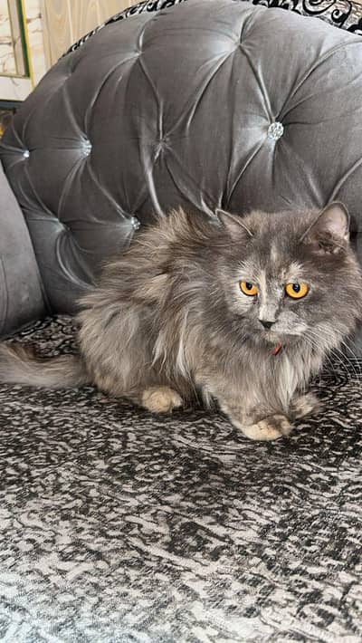 gray Persian cat