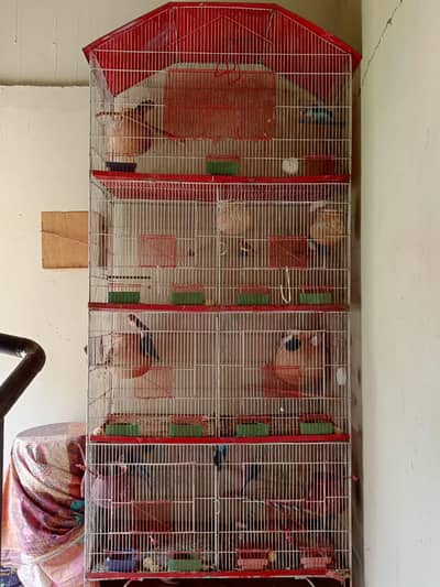Birds Setup for sale!