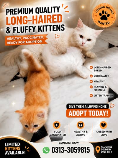 White & Orange Long-Hair Kittens | Playful & Healthy