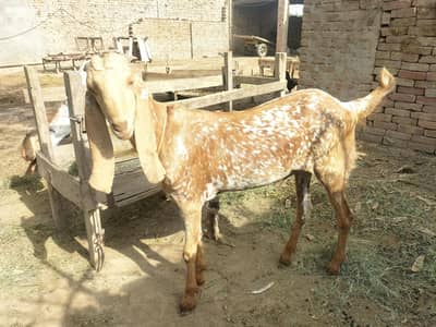 Goat for Sale
