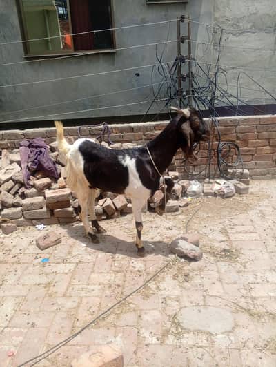 Bakra for qurbani