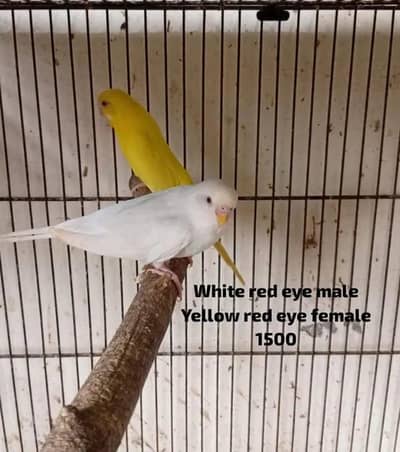 Red Eye Breeder Pair for sale