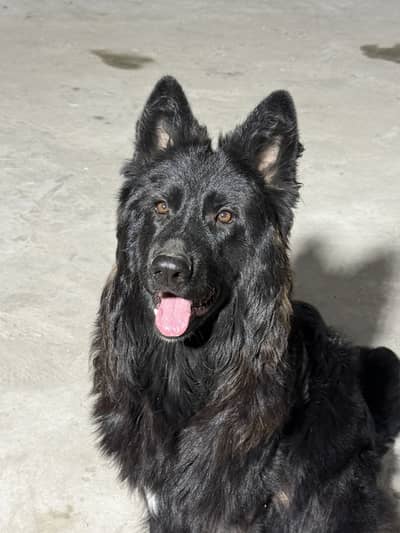 Black German shepherd is for sale