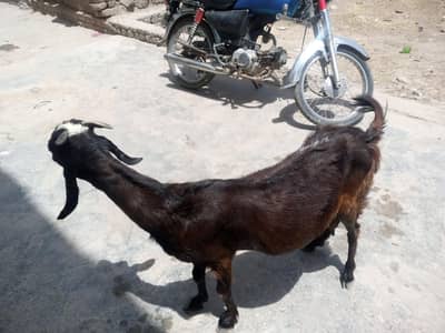 Beautiful goat For sale 1 kg milk.