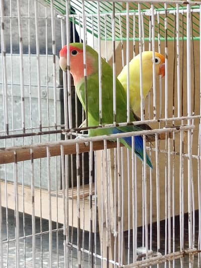 love birds  beautiful Poirot