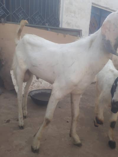 bakraa for sale in Islamabad