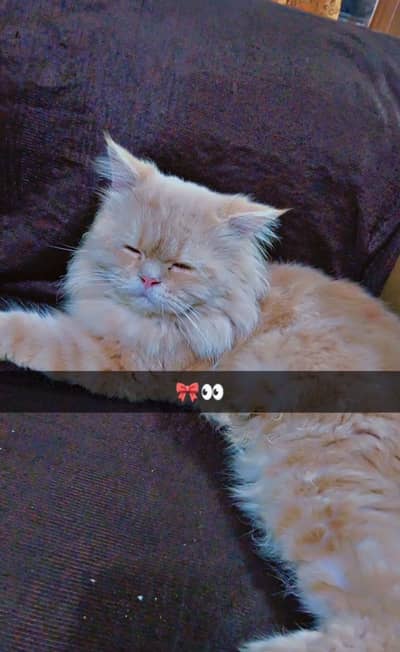 Male cat for sale