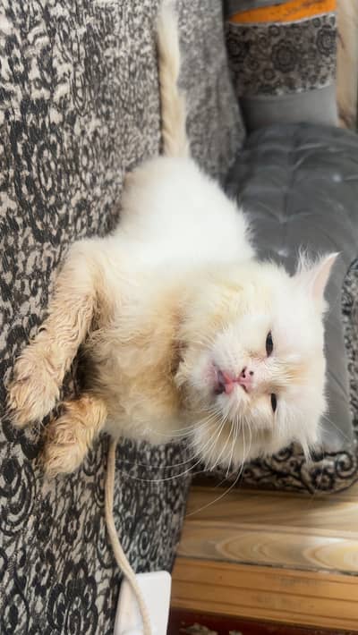 Persian  cat