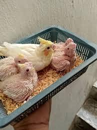 cream Cocktail chicks ( Red eyes)