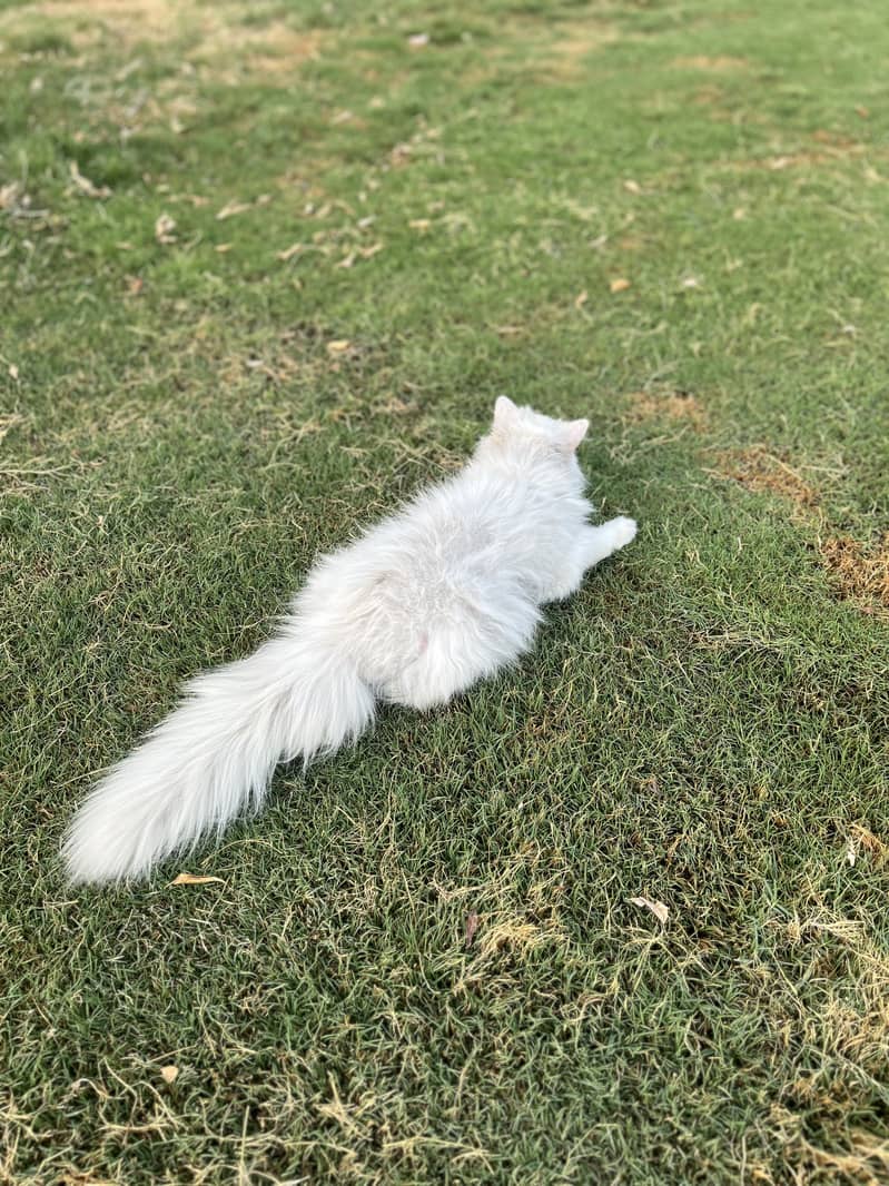 Triple coat blue eye persian cat For sale 1