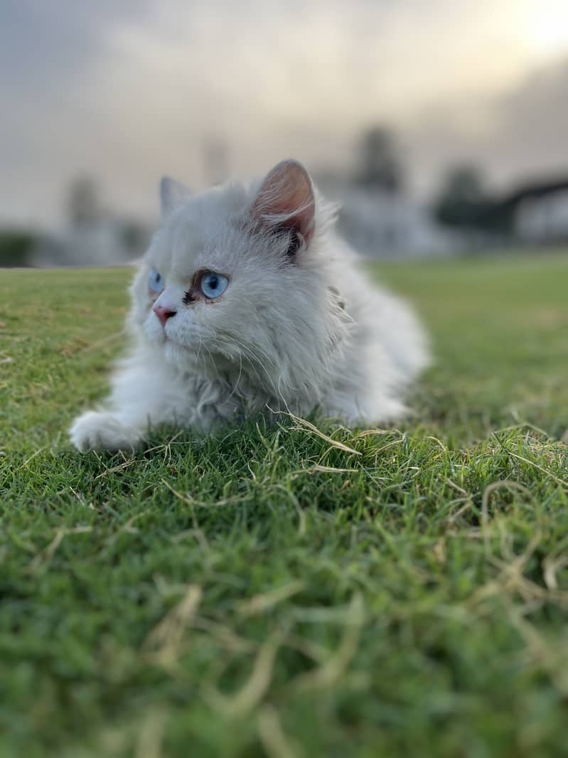 Triple coat blue eye persian cat For sale 2
