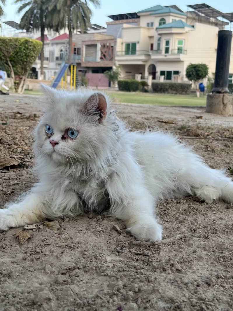 Triple coat blue eye persian cat For sale 3